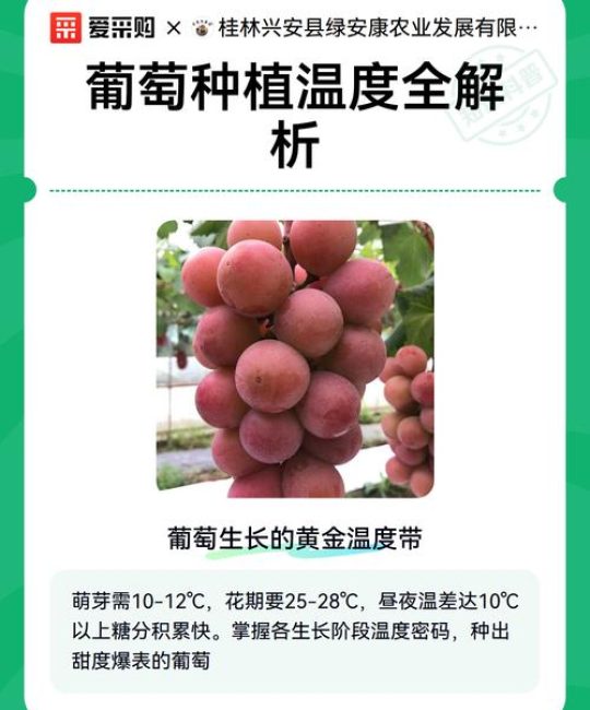 葡萄树最适宜生长温度全解析：从萌芽到结果的温度管理指南