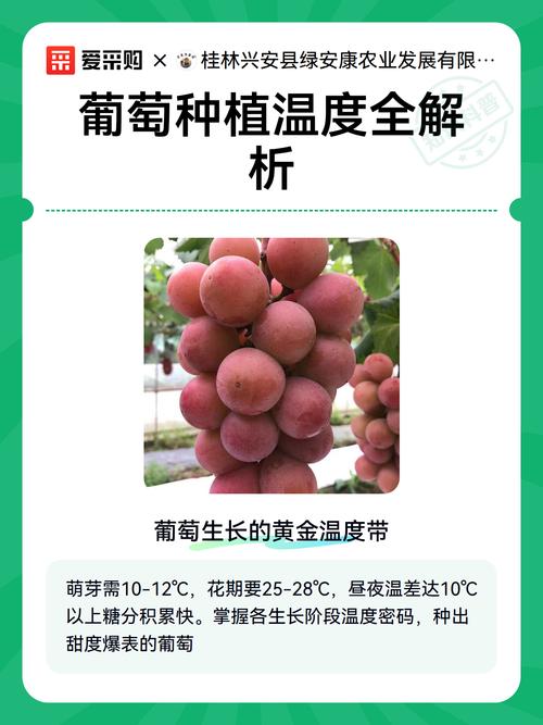 葡萄树最适宜生长温度全解析:从萌芽到结果的温度管理指南 日温低于10°C时葡萄树停止生长进入休眠
