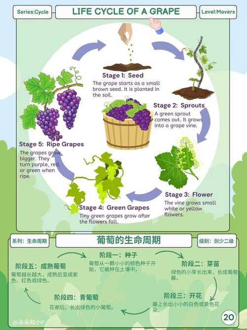 葡萄树最适宜生长温度全解析:从萌芽到结果的温度管理指南 花期温度低于15°C导致严重落花落果