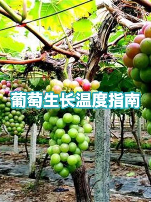 葡萄树最适宜生长温度全解析:从萌芽到结果的温度管理指南 葡萄苗采购必须遵循“嫁接口-根系-苗龄”三重检验标准