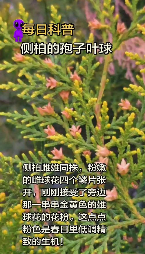 裸子植物的繁殖方式