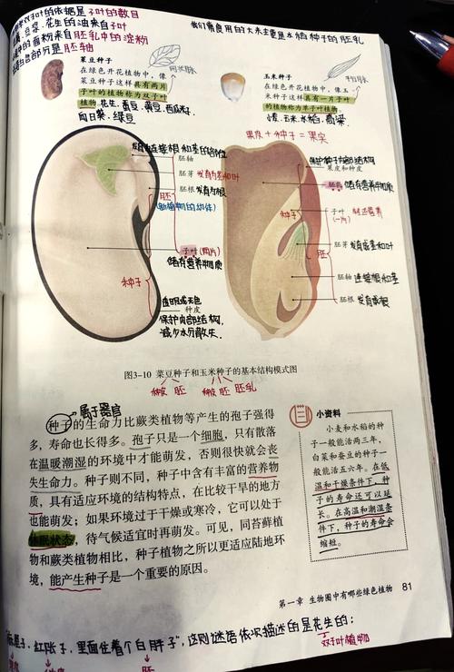 裸子植物与被子植物的区别