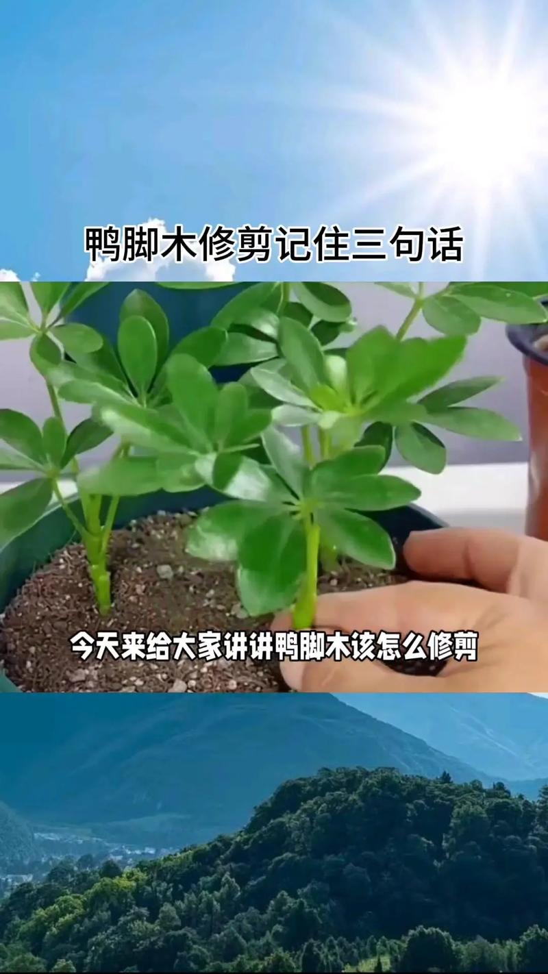施肥：薄肥勤施，生长期为主