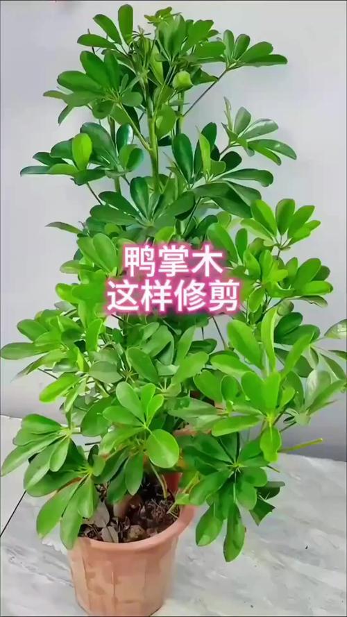 光照：明亮散射光最佳，避免暴晒