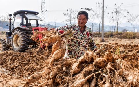 粉葛如何种植技术？从选地到采收的全流程操作指南