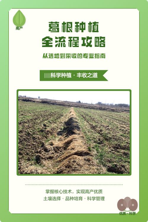 六、缓苗管理
