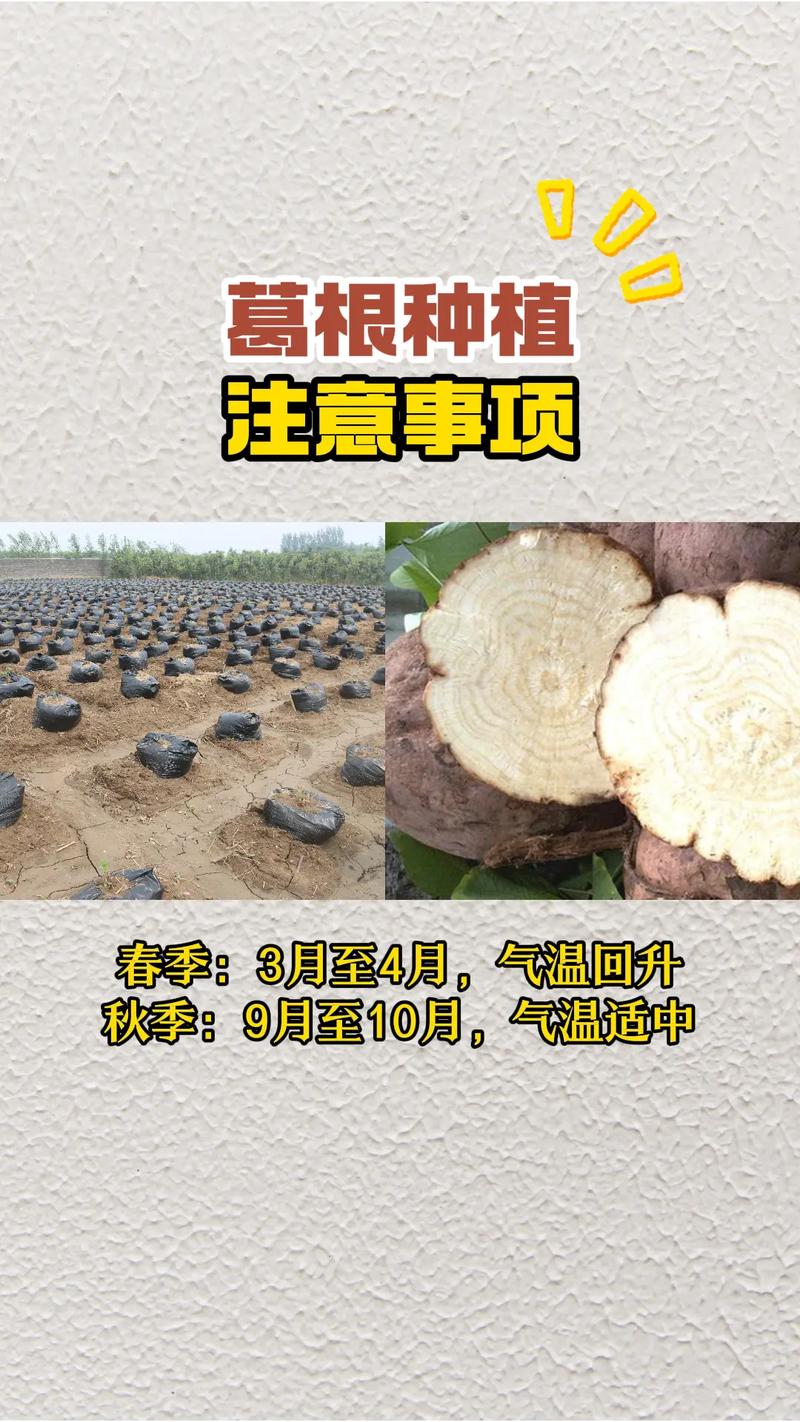 五、浇定根水