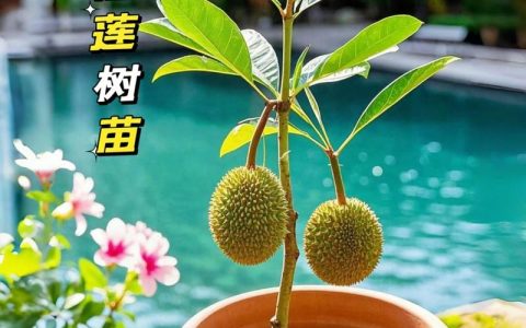 榴莲树苗在江西能种吗？——从选时到成活的完整种植指南