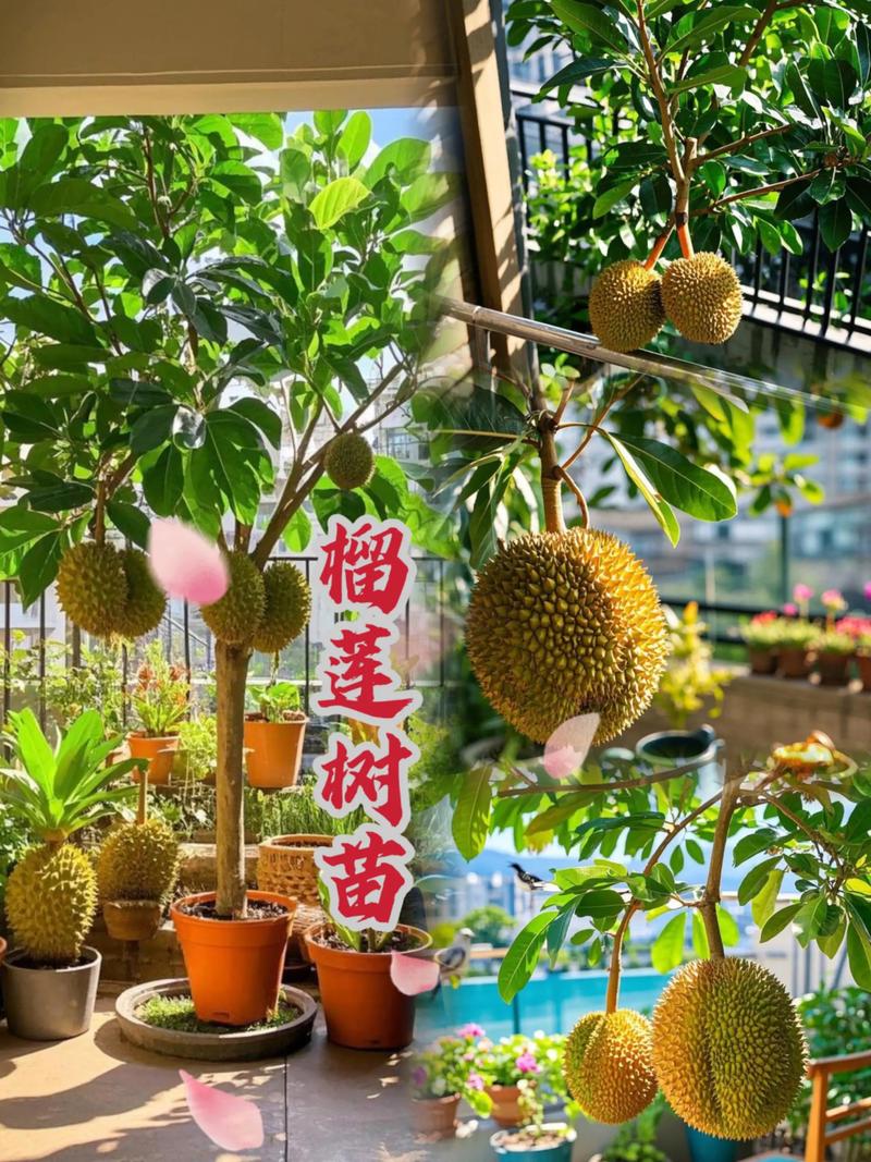 六、缓苗管理