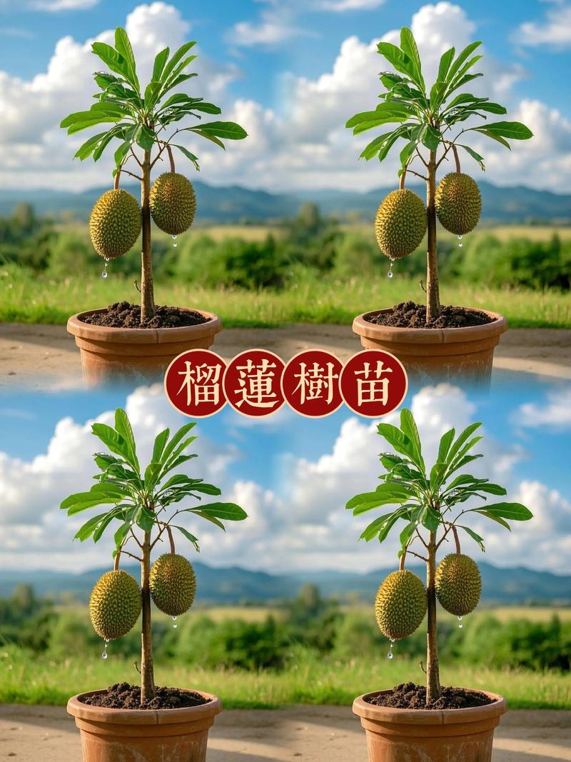 四、栽植深度