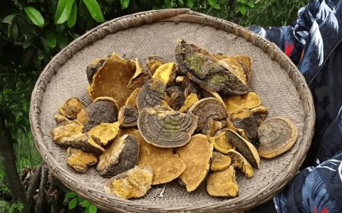 野生桑树桑黄价格多少钱一斤？
