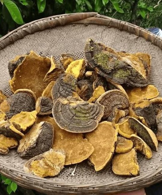 野生桑树桑黄价格多少钱一斤？