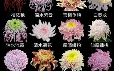 菊花1999年品种价格：快速参考与影响因素分析