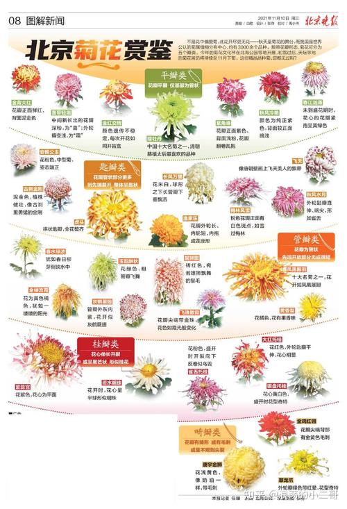 菊花1999年品种价格:快速参考与影响因素分析 规格影响价格