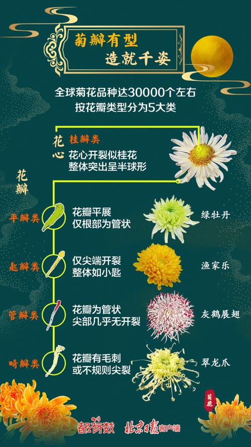 菊花1999年品种价格:快速参考与影响因素分析 季节影响价格