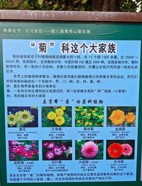菊花1999年品种价格:快速参考与影响因素分析 综合价格区间表