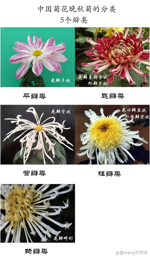 菊花1999年品种价格:快速参考与影响因素分析 运输成本影响价格