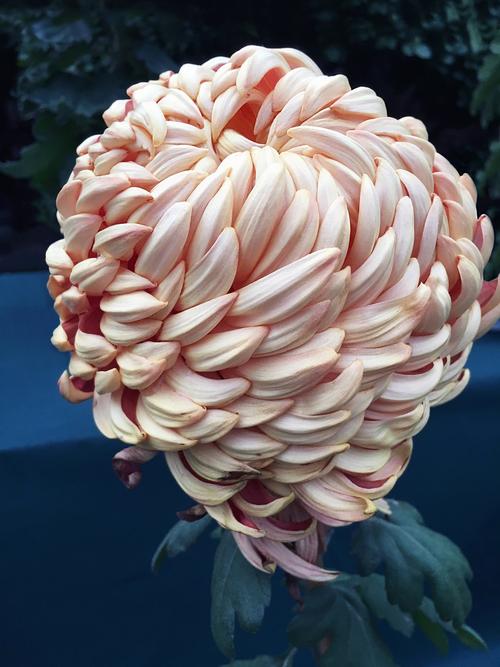 菊花1999年品种价格:快速参考与影响因素分析 FAQ