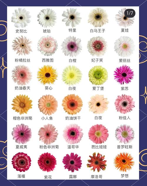菊花1999年品种价格:快速参考与影响因素分析 询价指南与建议