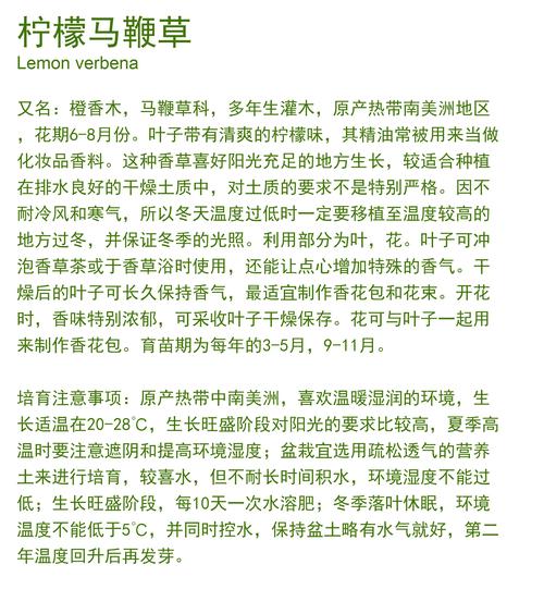 马鞭草怎么吃?手把手教你种植与食用柠檬马鞭草 二、种植要点:为餐桌准备新鲜香草