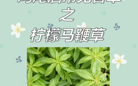马鞭草怎么吃？手把手教你种植与食用柠檬马鞭草