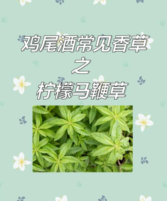 马鞭草怎么吃？手把手教你种植与食用柠檬马鞭草