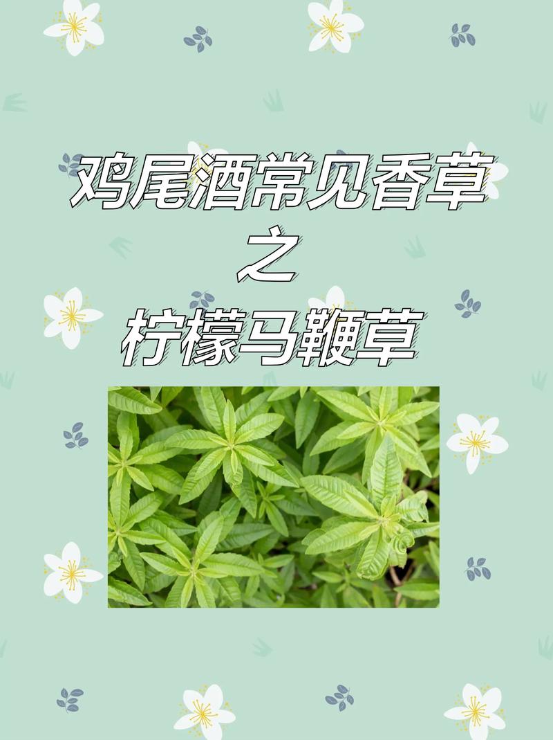 马鞭草怎么吃?手把手教你种植与食用柠檬马鞭草 一、确认品种:哪种马鞭草可以吃?