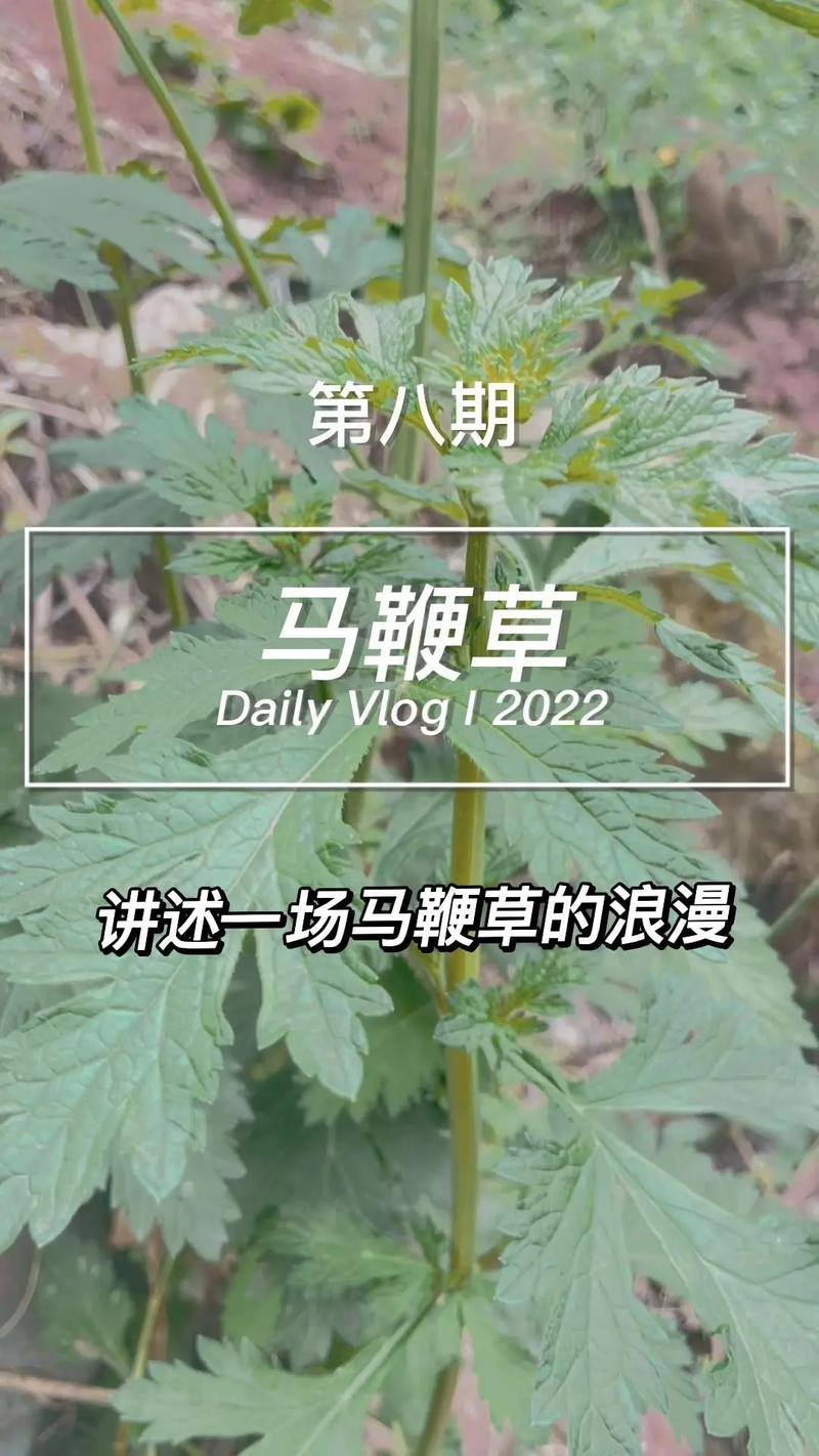 马鞭草怎么吃?手把手教你种植与食用柠檬马鞭草 三、保存方法:留住香味