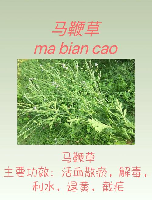 马鞭草怎么吃?手把手教你种植与食用柠檬马鞭草 五、注意事项