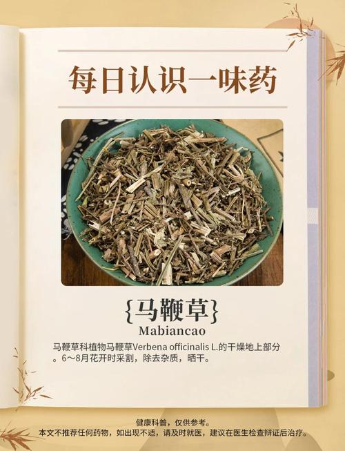 马鞭草怎么吃?手把手教你种植与食用柠檬马鞭草 结语