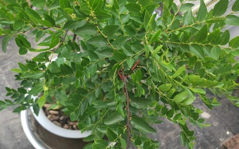 枣树小叶病能自愈吗？2026年最新防治方案与补救措施