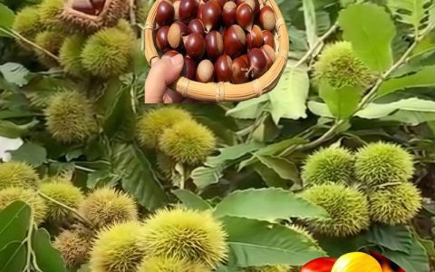 2026年板栗种植指南：三大黄金品种推荐与高收益栽培技术