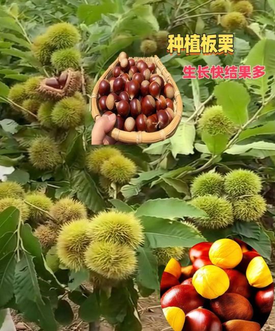 2026年板栗种植指南：三大黄金品种推荐与高收益栽培技术