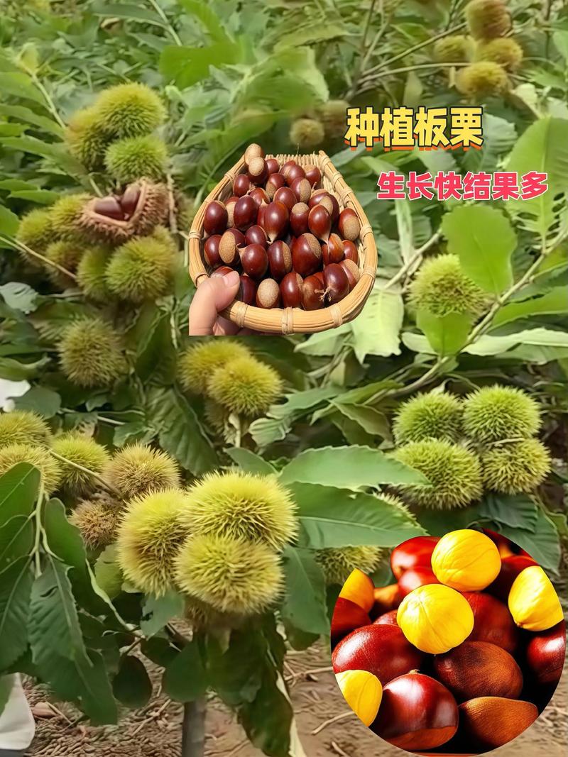 2026年板栗种植指南:三大黄金品种推荐与高收益栽培技术 2026年板栗种植指南:三大黄金品种推荐与高收益栽培技术