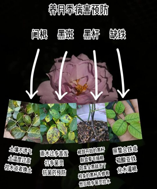 月季闷根怎么补救？三步急救恢复生机