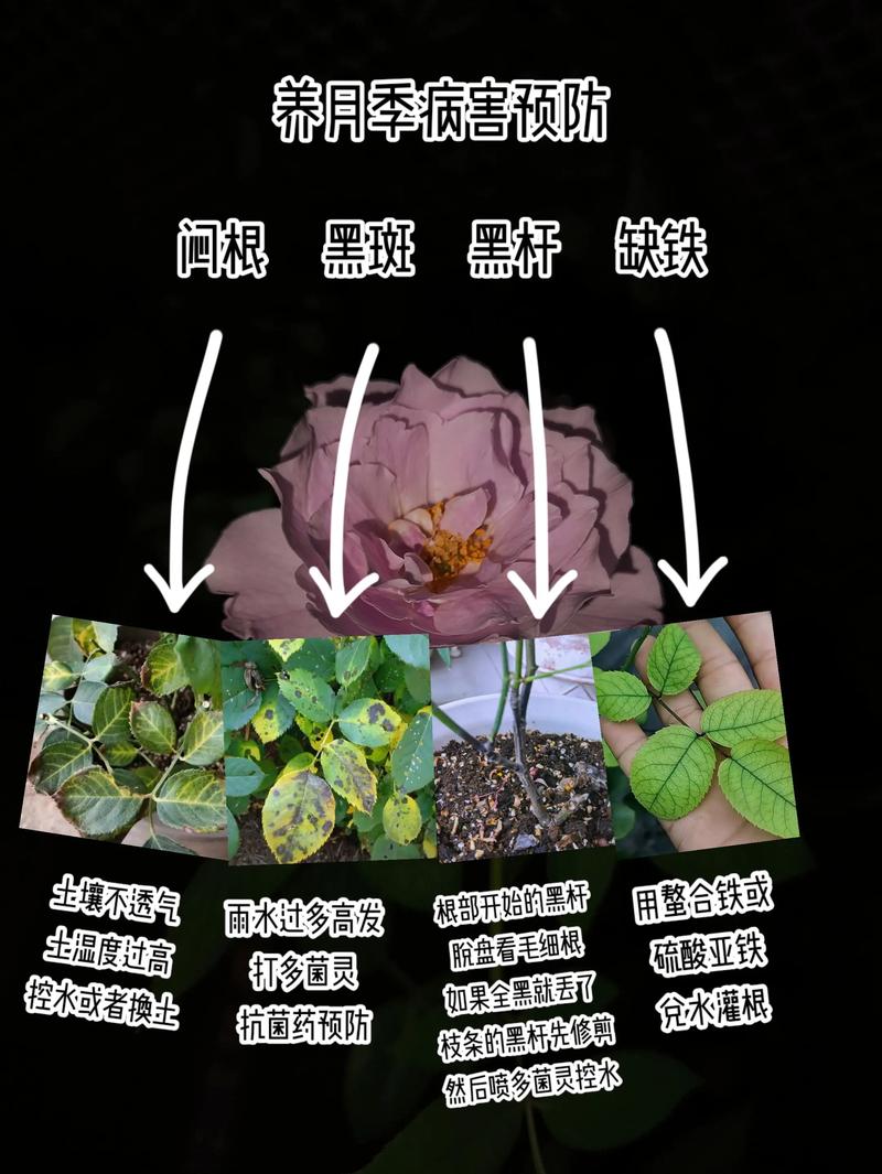 月季闷根怎么补救?三步急救恢复生机 月季闷根怎么补救?三步急救恢复生机