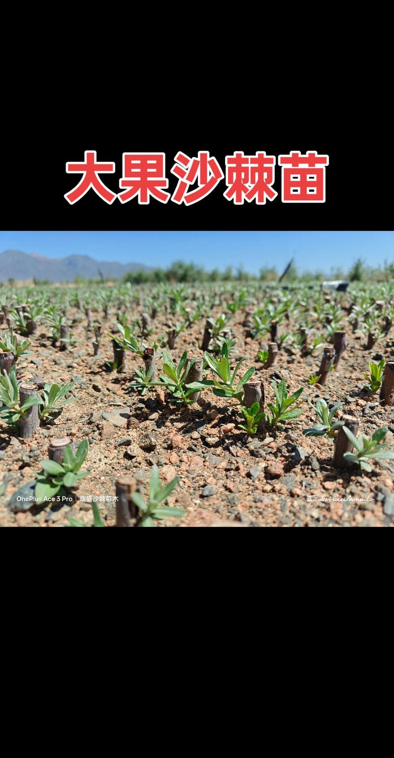 沙果树苗多少钱一棵?2026年最新价格参考与选购指南 沙果树苗价格影响因素深度拆解