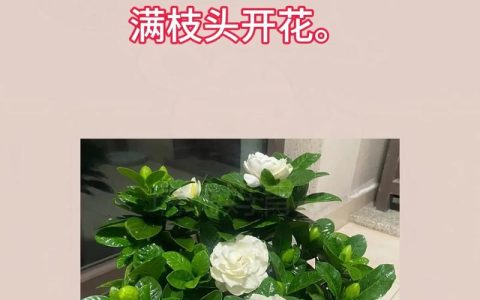 栀子花养护全攻略：从浇水施肥到花后管理，新手必看