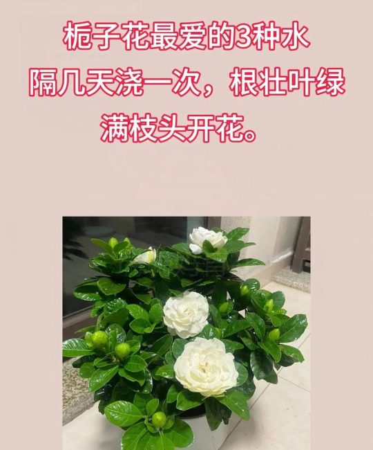 栀子花养护全攻略：从浇水施肥到花后管理，新手必看