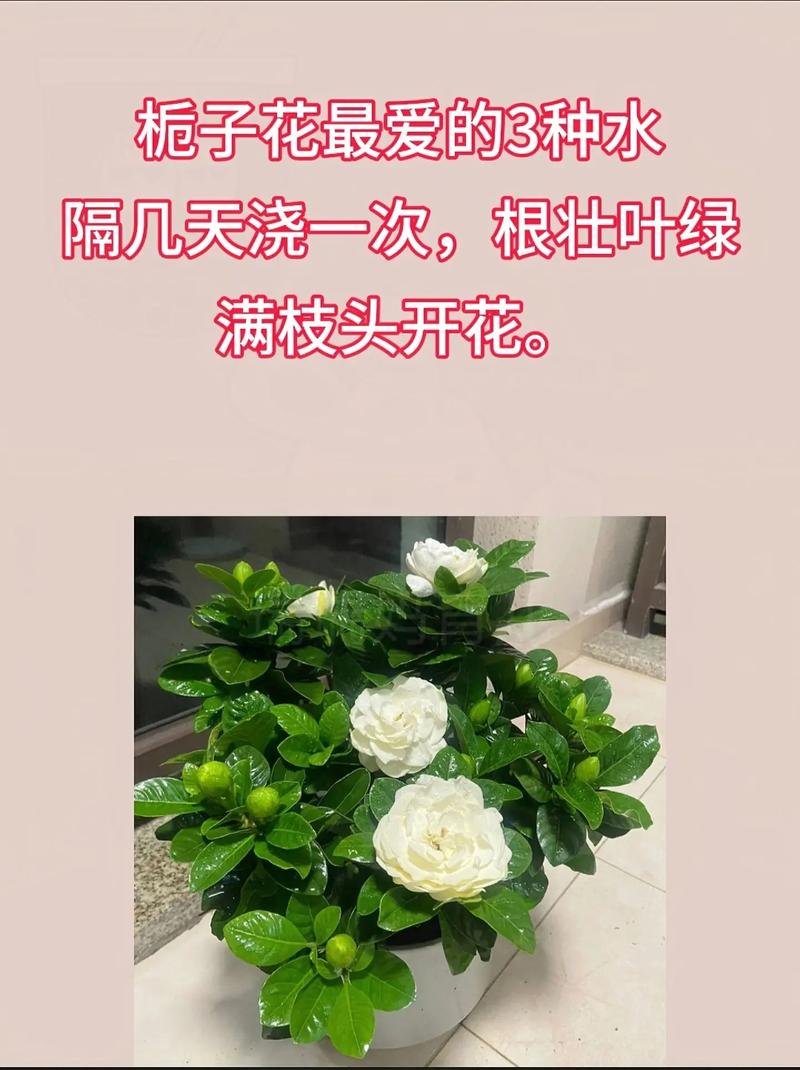 栀子花养护全攻略:从浇水施肥到花后管理,新手必看 栀子花养护全攻略:从浇水施肥到花后管理,新手必看