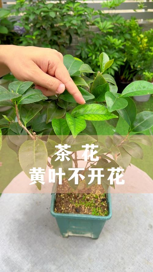 四、病虫害侵染