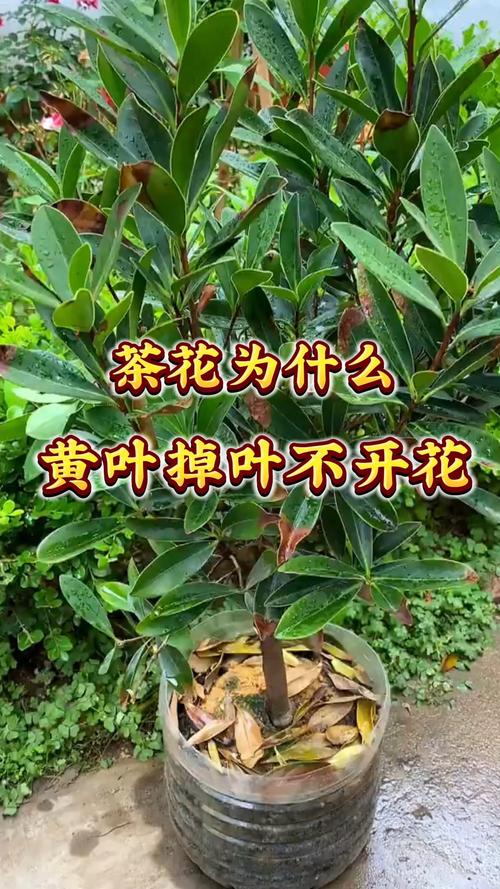 光照不当的调整