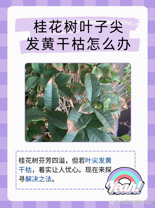 二、光照过强或过弱