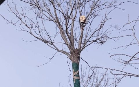 栾树可以种室内吗？专业人士告诉你：别浪费精力，这几点你必须知道