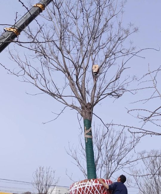 栾树可以种室内吗？专业人士告诉你：别浪费精力，这几点你必须知道