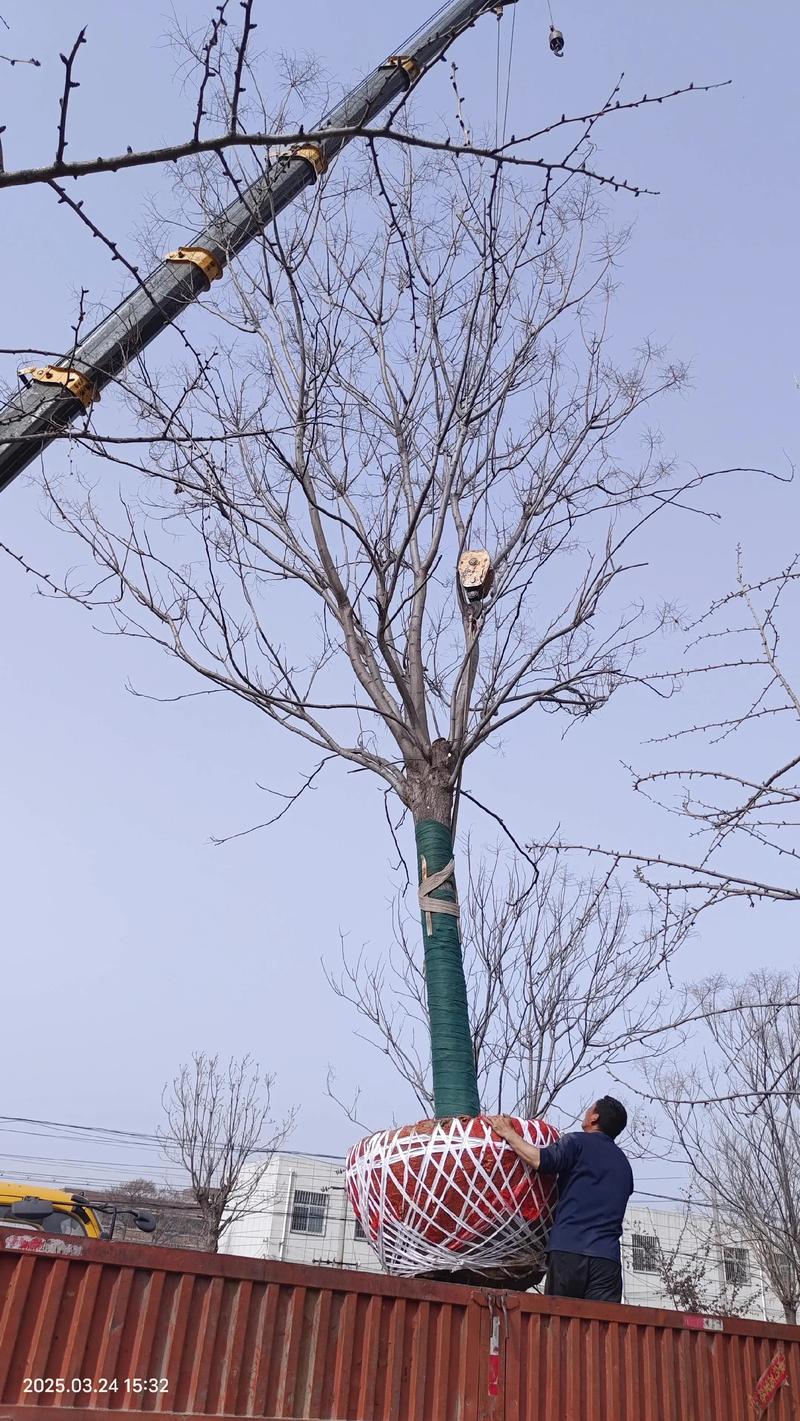 栾树可以种室内吗？专业人士告诉你：别浪费精力，这几点你必须知道