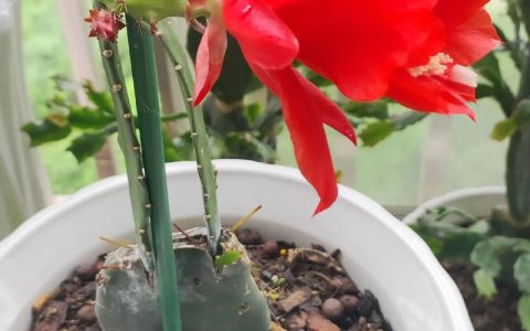 令箭花怎么养？掌握六个养护关键点，花开惊艳一整夏