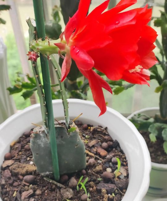 令箭花怎么养？掌握六个养护关键点，花开惊艳一整夏