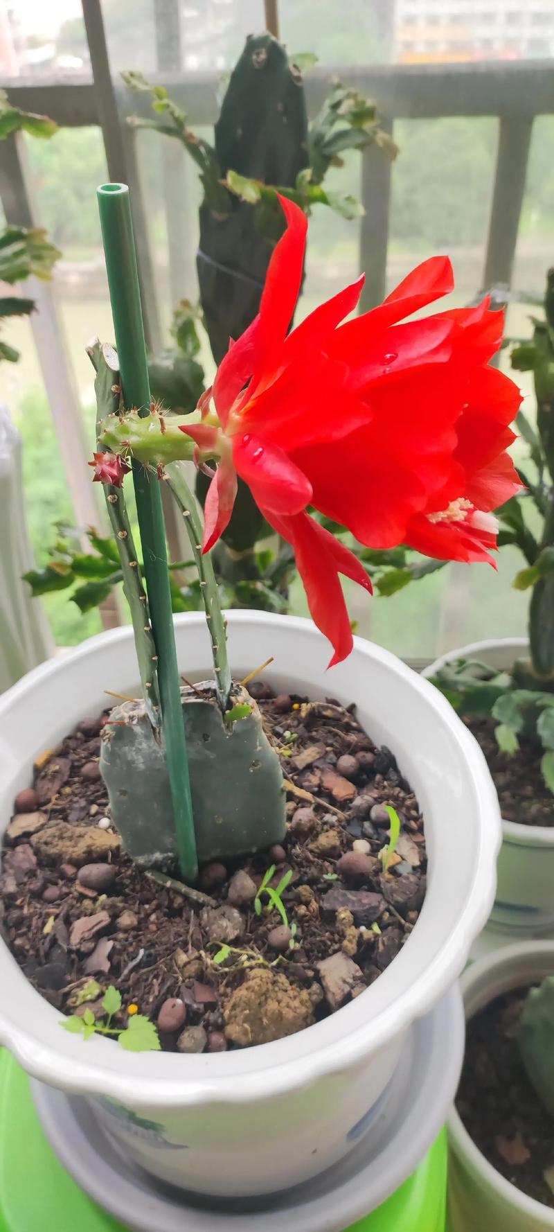 令箭花怎么养?掌握六个养护关键点,花开惊艳一整夏 令箭花怎么养?掌握六个养护关键点,花开惊艳一整夏