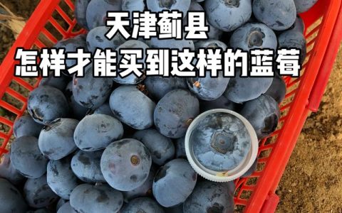 L25蓝莓适合广东种吗？基于品种特性和气候数据的专业解答